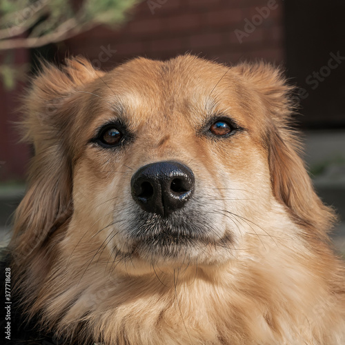 Close-up portrait of a simple, funny but smart mongrel dog © alex57111
