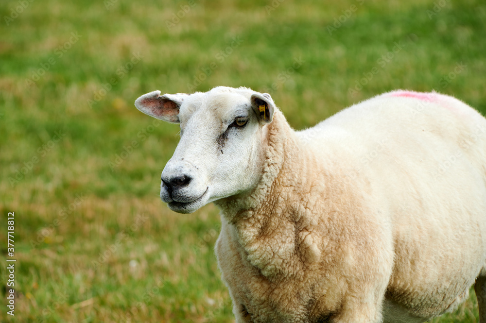 Schaf steht auf der Weide und schaut an der Kamera vorbei