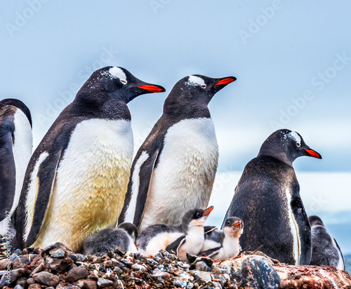 Gentoo Penguin Family Chick Yankee Harbor Antarctica