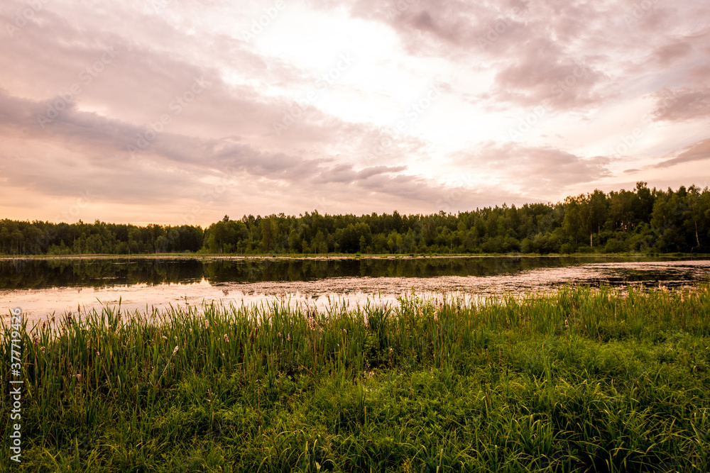 Summer forest