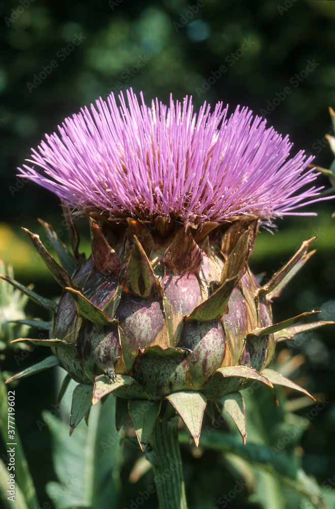 Cardon, Cynara cardunculus 'Plein blanc' Cardon, Cynara cardunculus 'Plein blanc'
