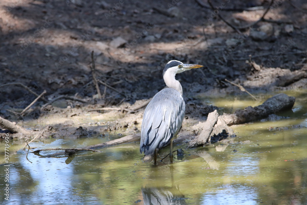 herons herons