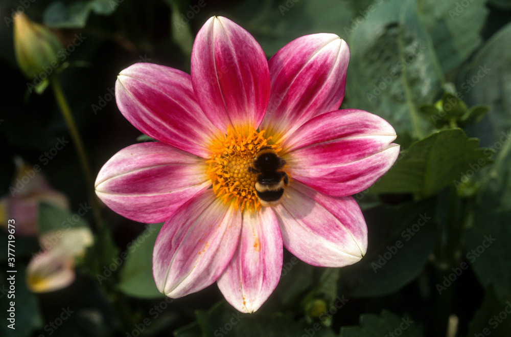 Dahlia, Dahlia nain 'Petit coquin' , bourdon Dahlia, Dahlia nain 'Petit coquin' , bourdon