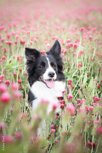 Adult border collie is in crimson clover. He has so funny face.