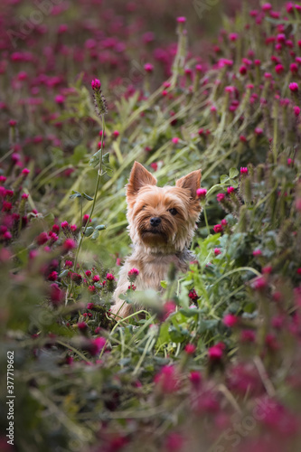 Small dog of yorkshire is sitting in crimson clover. It was so tall so he must jump.