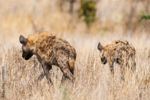 Hyène tachetée, Crocuta crocuta, Afrique du Sud