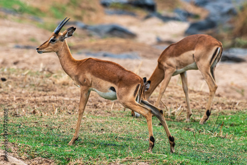 Impala  male  Aepyceros melampus