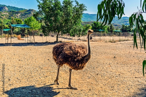 Fotografie, Tablou The African ostrich is the largest flightless bird.