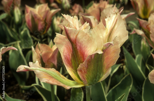 Tulipe, tulipa viridiflora 'Pimpernel'