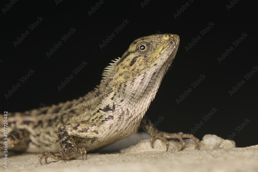 Fototapeta premium bunglon on the rock