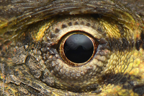 Macro eye reptile 