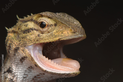 Close up expression in face reptile © rizaarif