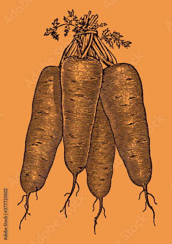 Bunch of four Danvers carrots, isolated on an orange background. Illustration after an antique engraving from the 19th century