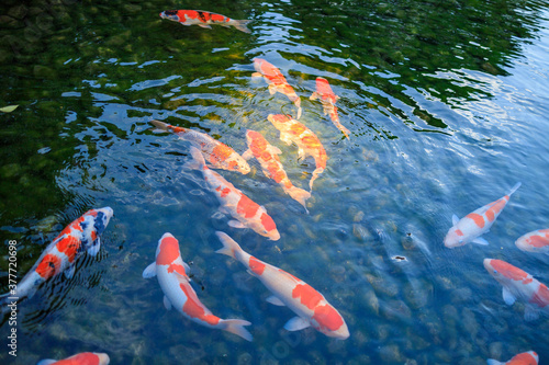 岡山後楽園の池の鯉