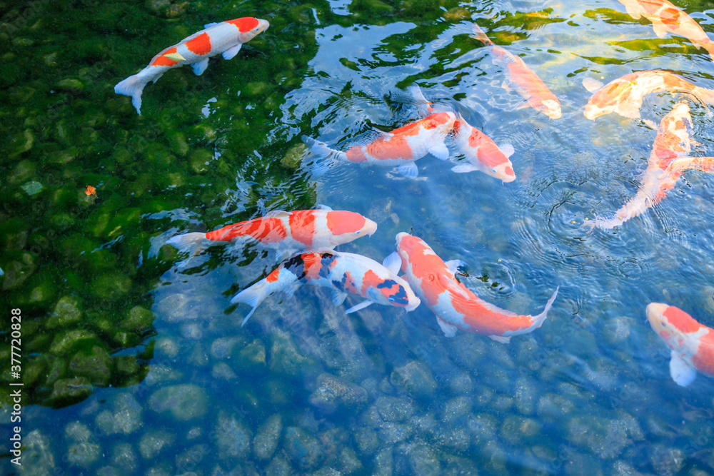岡山後楽園の池の鯉 Stock-Foto | Adobe Stock
