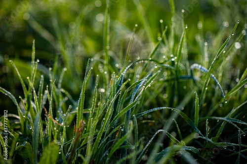 green grass after rain 