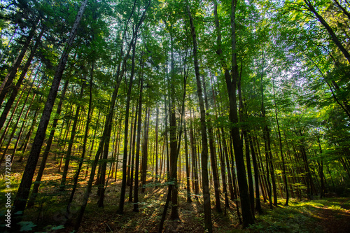 green forest in spring time