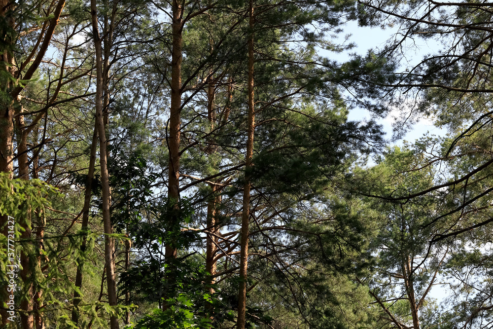 Fototapeta premium Dense pine forest of tall conifers