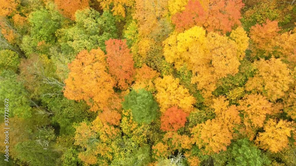 Autumn Landscape of the Autumn Bright Multi-colored Trees, Green, Orange and Reddish Tint. Autumn in Forest, Aerial Top View Look Down Sunny Day. During Golden Autumn Season in Latvia, Sigulda. Autumn Landscape of the Autumn Bright Multi-colored Trees, Green, Orange and Reddish Tint. Autumn in Forest, Aerial Top View Look Down Sunny Day. During Golden Autumn Season in Latvia, Sigulda.