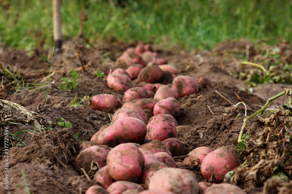 unearthed potato crop lying on the ground unearthed potato crop lying on the ground