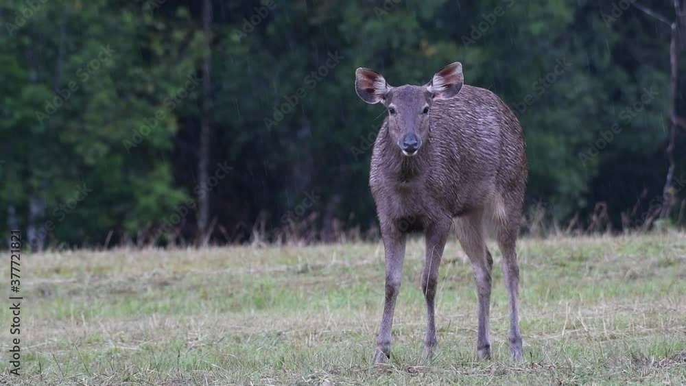 The Sambar Deer is a Vulnerable species due to habitat loss and hunting; the rain did not seem to bother this female Deer from chewing its cud, may be enjoying nature’s way of having a shower. The Sambar Deer is a Vulnerable species due to habitat loss and hunting; the rain did not seem to bother this female Deer from chewing its cud, may be enjoying nature’s way of having a shower.