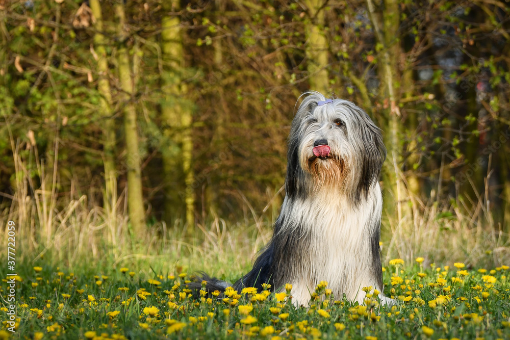 Adult bearder collie is sitting in dandelions. He has so funny face Adult bearder collie is sitting in dandelions. He has so funny face