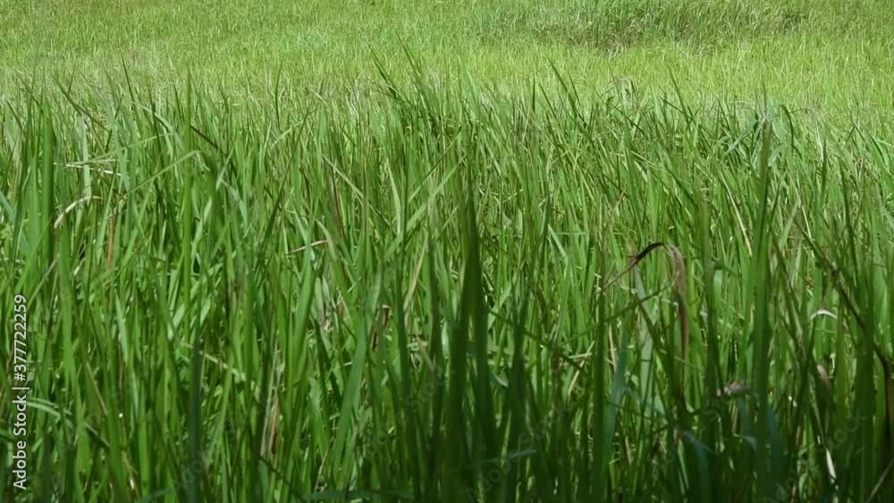 A perennial grass native to tropical and subtropical Asia and also introduced to several countries; can survive fire and rapidly colonize empty land areas, also known as the Kunai Grass. A perennial grass native to tropical and subtropical Asia and also introduced to several countries; can survive fire and rapidly colonize empty land areas, also known as the Kunai Grass.