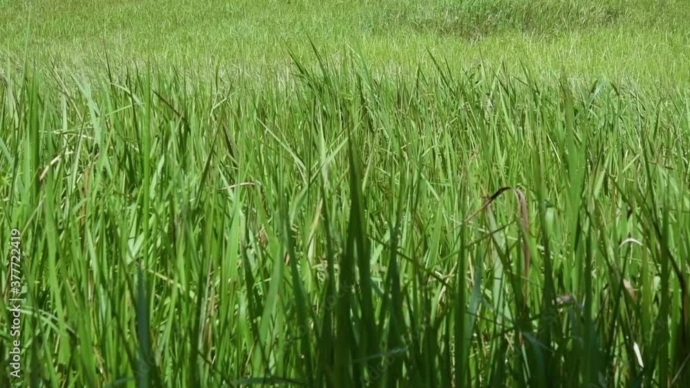 A perennial grass native to tropical and subtropical Asia and also introduced to several countries; can survive fire and rapidly colonize empty land areas, also known as the Kunai Grass. A perennial grass native to tropical and subtropical Asia and also introduced to several countries; can survive fire and rapidly colonize empty land areas, also known as the Kunai Grass.