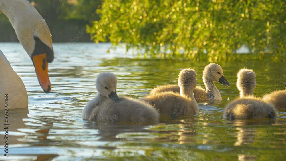 Fototapeta premium CLOSE UP: Adorable swan chicks dip their beaks and heads into the murky pond.
