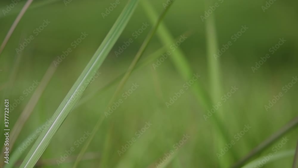 A perennial grass native to tropical and subtropical Asia and also introduced to several countries; can survive fire and rapidly colonize empty land areas, also known as the Kunai Grass. A perennial grass native to tropical and subtropical Asia and also introduced to several countries; can survive fire and rapidly colonize empty land areas, also known as the Kunai Grass.