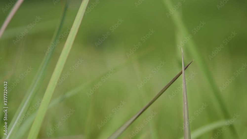 A perennial grass native to tropical and subtropical Asia and also introduced to several countries; can survive fire and rapidly colonize empty land areas, also known as the Kunai Grass. A perennial grass native to tropical and subtropical Asia and also introduced to several countries; can survive fire and rapidly colonize empty land areas, also known as the Kunai Grass.