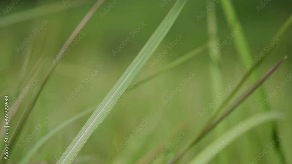 A perennial grass native to tropical and subtropical Asia and also introduced to several countries; can survive fire and rapidly colonize empty land areas, also known as the Kunai Grass. A perennial grass native to tropical and subtropical Asia and also introduced to several countries; can survive fire and rapidly colonize empty land areas, also known as the Kunai Grass.