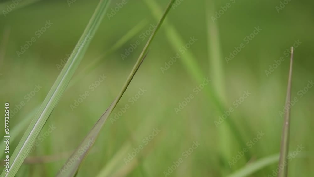 A perennial grass native to tropical and subtropical Asia and also introduced to several countries; can survive fire and rapidly colonize empty land areas, also known as the Kunai Grass. A perennial grass native to tropical and subtropical Asia and also introduced to several countries; can survive fire and rapidly colonize empty land areas, also known as the Kunai Grass.