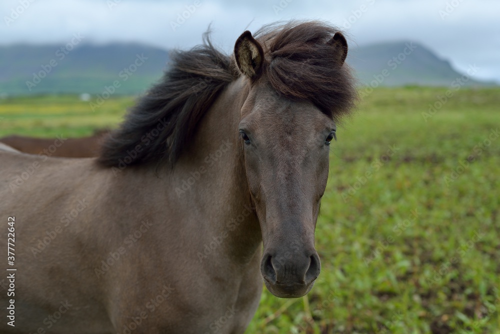 Beautiful Icelandic Horses playing near Akranes during the summer white night Beautiful Icelandic Horses playing near Akranes during the summer white night