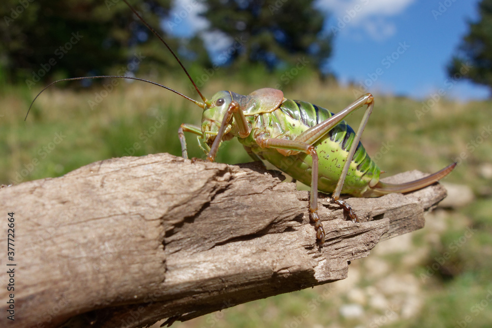 Bush cricket (Ephippiger diurnus) in Pyrenees mountains Bush cricket (Ephippiger diurnus) in Pyrenees mountains