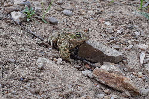 Natterjack toad (Epidalea calamita) on the ground photo