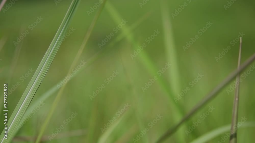 A perennial grass native to tropical and subtropical Asia and also introduced to several countries; can survive fire and rapidly colonize empty land areas, also known as the Kunai Grass. A perennial grass native to tropical and subtropical Asia and also introduced to several countries; can survive fire and rapidly colonize empty land areas, also known as the Kunai Grass.