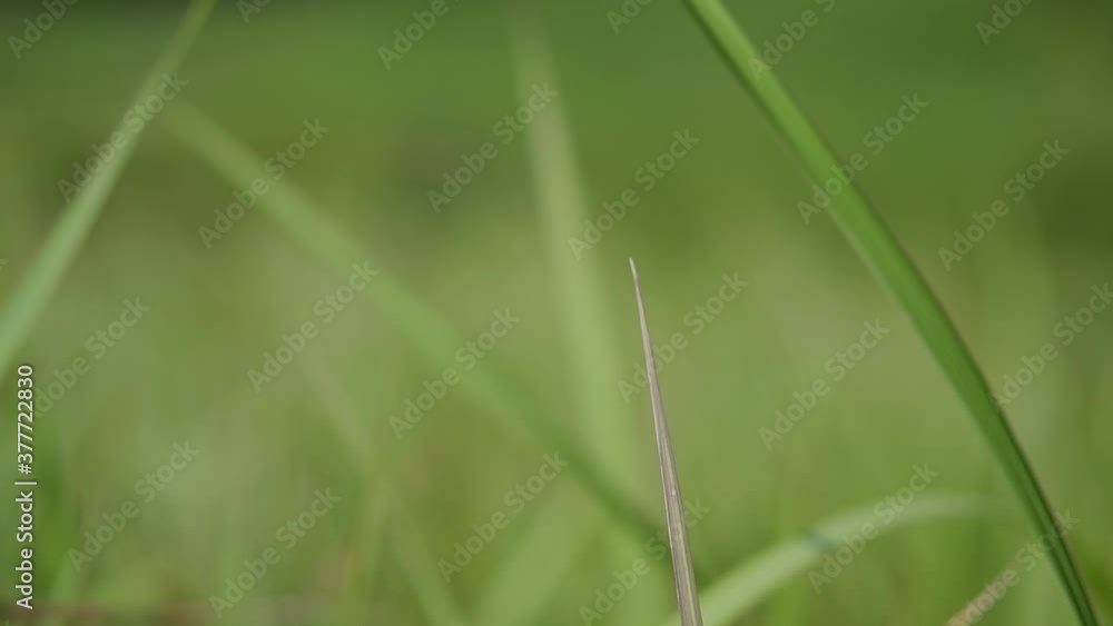 A perennial grass native to tropical and subtropical Asia and also introduced to several countries; can survive fire and rapidly colonize empty land areas, also known as the Kunai Grass. A perennial grass native to tropical and subtropical Asia and also introduced to several countries; can survive fire and rapidly colonize empty land areas, also known as the Kunai Grass.