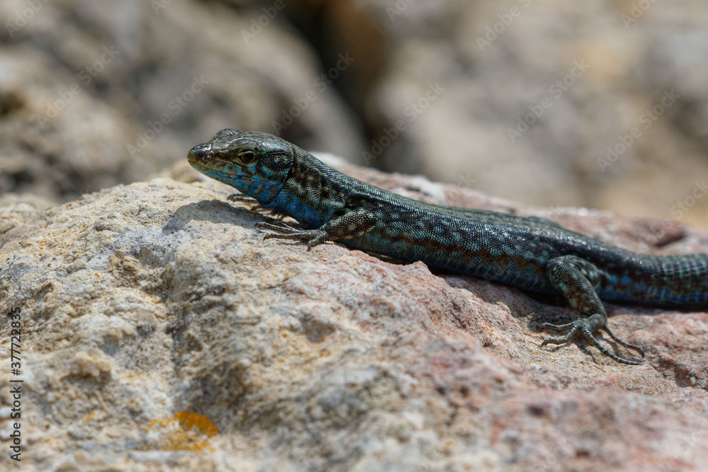 Lilford's wall lizard (Podacris lilfordi) in Majorca Lilford's wall lizard (Podacris lilfordi) in Majorca