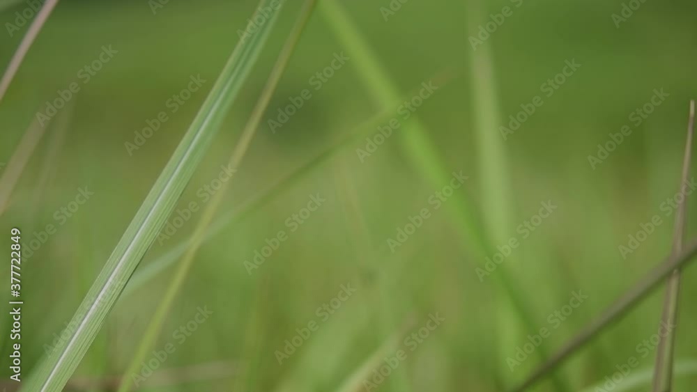 A perennial grass native to tropical and subtropical Asia and also introduced to several countries; can survive fire and rapidly colonize empty land areas, also known as the Kunai Grass. A perennial grass native to tropical and subtropical Asia and also introduced to several countries; can survive fire and rapidly colonize empty land areas, also known as the Kunai Grass.