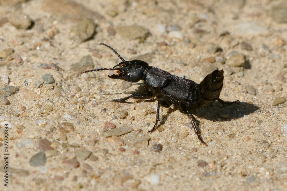 Devil's coach-horse beetle (Ocypus olens) Devil's coach-horse beetle (Ocypus olens)