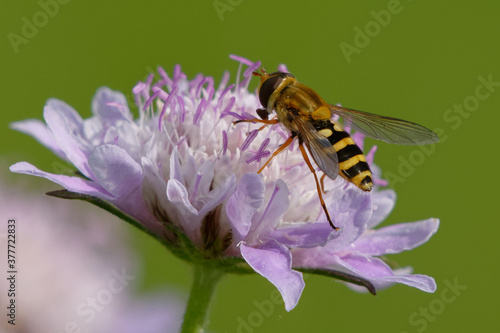 Hoverfly (Syrphus ribesii) on a flower