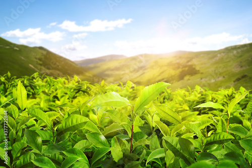 Tea plantation. Plants with fresh green leaves  closeup