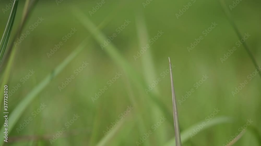A perennial grass native to tropical and subtropical Asia and also introduced to several countries; can survive fire and rapidly colonize empty land areas, also known as the Kunai Grass. A perennial grass native to tropical and subtropical Asia and also introduced to several countries; can survive fire and rapidly colonize empty land areas, also known as the Kunai Grass.