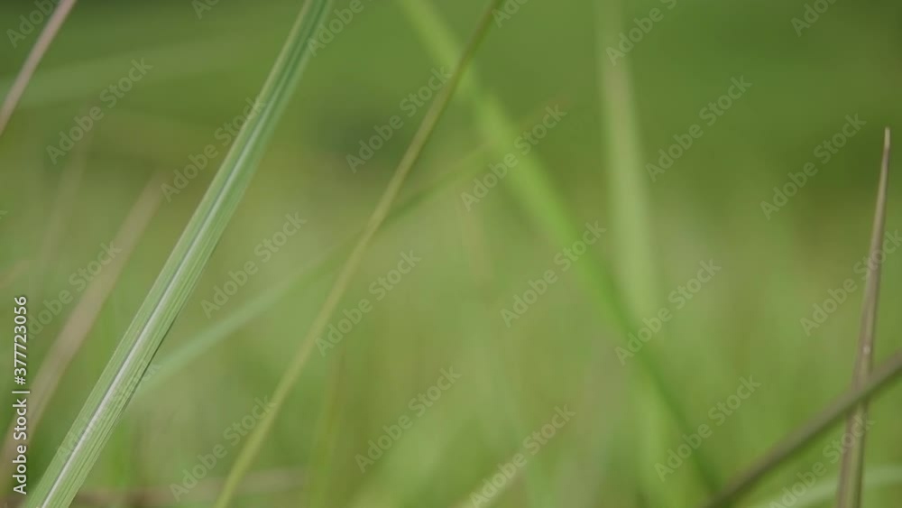 A perennial grass native to tropical and subtropical Asia and also introduced to several countries; can survive fire and rapidly colonize empty land areas, also known as the Kunai Grass. A perennial grass native to tropical and subtropical Asia and also introduced to several countries; can survive fire and rapidly colonize empty land areas, also known as the Kunai Grass.