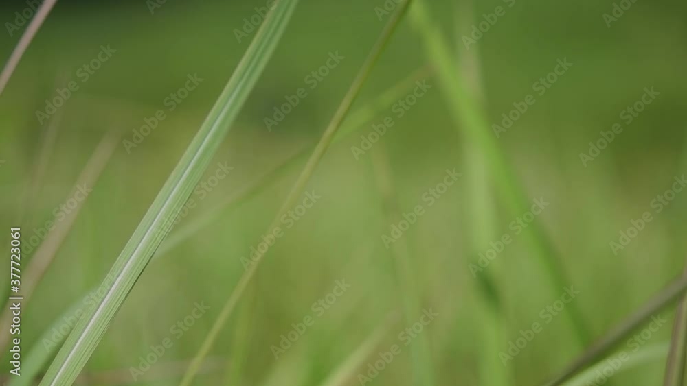 A perennial grass native to tropical and subtropical Asia and also introduced to several countries; can survive fire and rapidly colonize empty land areas, also known as the Kunai Grass. A perennial grass native to tropical and subtropical Asia and also introduced to several countries; can survive fire and rapidly colonize empty land areas, also known as the Kunai Grass.