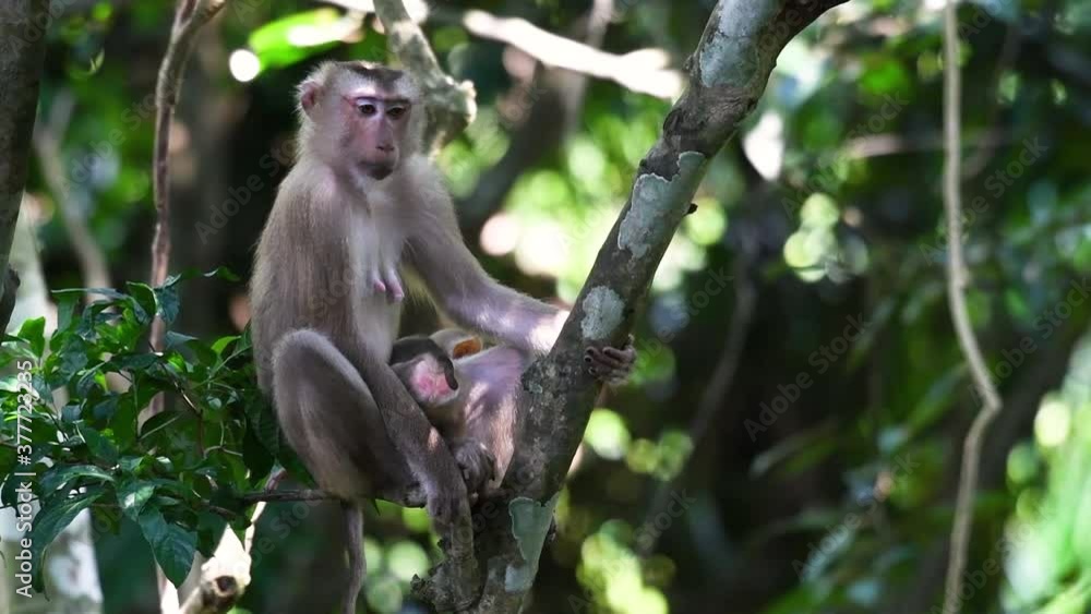 The Northern Pig-tailed Macaque is a primate commonly found in Khao Yai National Park though it’s a Vulnerable species; They like to hang around near people and quite entertaining. The Northern Pig-tailed Macaque is a primate commonly found in Khao Yai National Park though it’s a Vulnerable species; They like to hang around near people and quite entertaining.