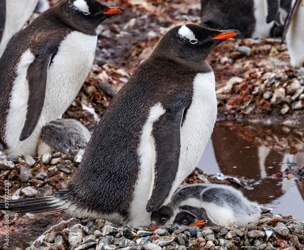 Fototapeta premium Gentoo Penguin Family Chicks Yankee Harbor Antarctica