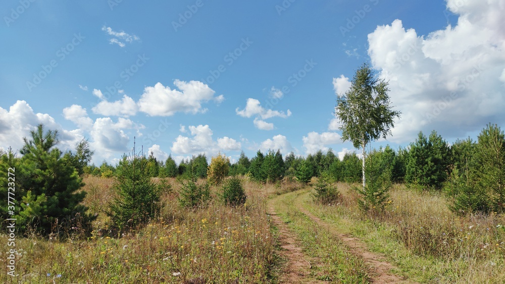 panoramic scene with a country road in a field environment of young green trees on a background of blue sky with clouds