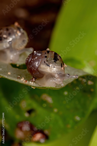 African Giant Snail of the species Lissachatina fulica photo